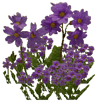 fleur violette.Cheyenne63 - Gratis animerad GIF