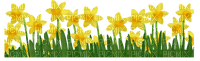 daffodils Bb2 - бесплатно png