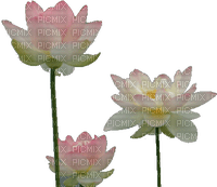 water lily, sunshine3 - Free PNG