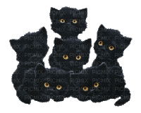ani- katter-katt-djur - 無料のアニメーション GIF