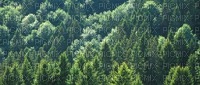 Wald - gratis png