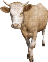 cow per request - безплатен png