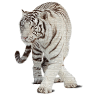 white tiger - Darmowy animowany GIF