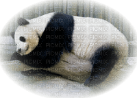 Panda ** - besplatni png