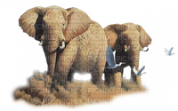 elephants - Free PNG