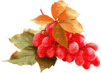 grapes by nataliplus - PNG gratuit