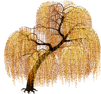 Autumn Fall Tree - ingyenes png
