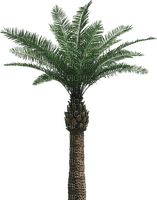 palm by nataliplus - png gratis