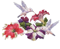 Hummingbird - Animovaný GIF zadarmo