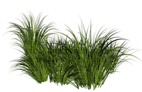 grass4. Nitsa Papakon - Free PNG