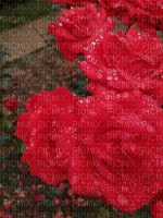 Růže - PNG gratuit