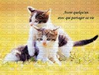 chatons mignons - Free PNG