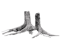 Tree stump - darmowe png