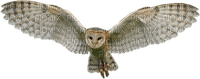 Kaz_Creations Owl Bird - png gratis