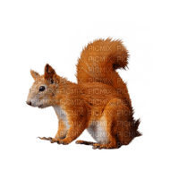 Kaz_Creations Squirrel - darmowe png