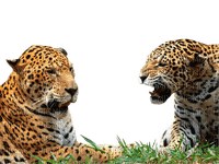 leopard milla1959 - PNG gratuit