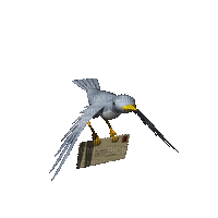 madár - Gratis geanimeerde GIF