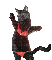 Kaz_Creations Animated Dancing Cat Kitten - Бесплатный анимированный гифка