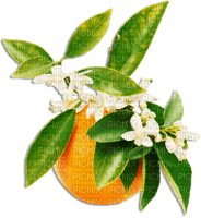 soave deco  summer fruit citrus  orange green - besplatni png