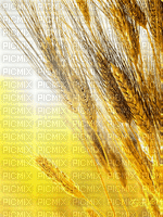 wheat - Безплатен анимиран GIF