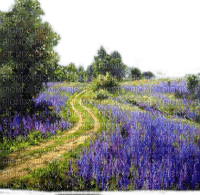 Lavendelfeld, Landschaft, Landscape - PNG gratuit