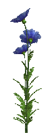 fleur bleu.Cheyenne63