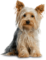 patymirabelle chien yorkshire - png gratis