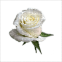 ruža - png grátis