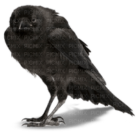Kaz_Creations Bird Crow - ücretsiz png