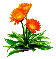 Blume, fleur, flower - Gratis geanimeerde GIF