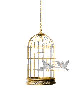 oiseaux - Бесплатный анимированный гифка