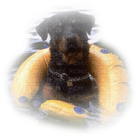 chien piscine - PNG gratuit