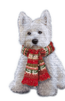 Rena white Winter Dog Hund - png gratis