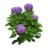 Arbusto con hortensias - png grátis