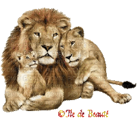 Famille lion