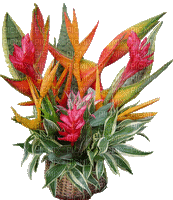 Pot de fleurs - Gratis animerad GIF