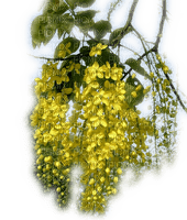Rena yellow gelb tree transparent frühling