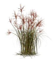 Plant-Pianta - png gratis