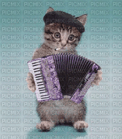 chat accordéon - GIF animé gratuit