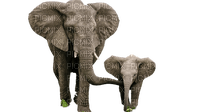elephant elefant animal africa - Free PNG