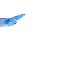 Papillon.Butterfly.Blue.Gif.Victoriabea - Animovaný GIF zadarmo