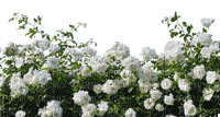 White roses - PNG gratuit