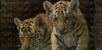 tigre - Zdarma animovaný GIF