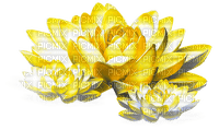Flowers.Yellow.White - Free PNG