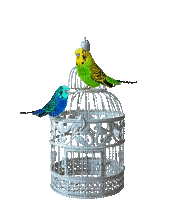 Birds - Бесплатный анимированный гифка