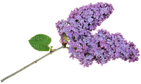 Flower Blume Fleurs flores Spring Lilac - Free PNG