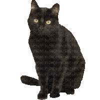 CUTE CAT - Kostenlose animierte GIFs