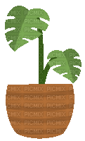 Plant - Zdarma animovaný GIF