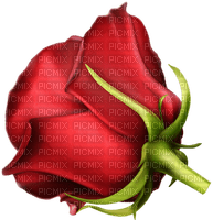 rose-blomma-ros-flower-red-minou52 - darmowe png