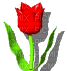 red tulip gif - GIF animé gratuit